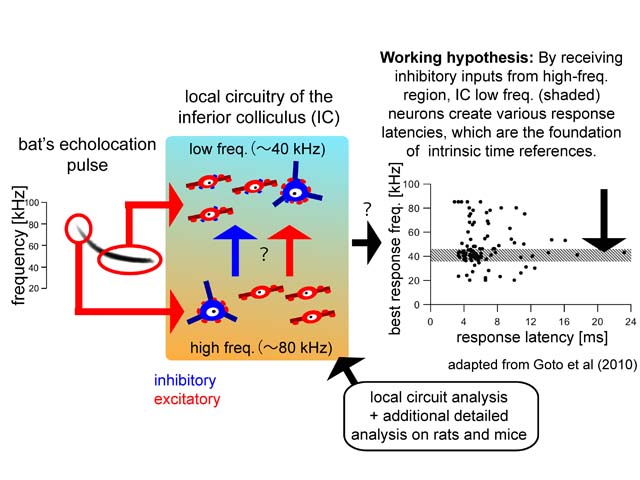 Neural mechanisms and spatial mapping of intrinsic time references that are necessary for auditory temporal analysis